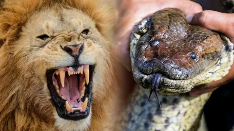 Giant Anaconda Vs Lion - Who Would Win? - YouTube
