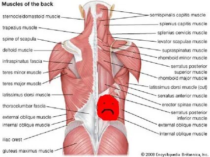 Misc Physiotherapists GTFIH(lower back sprain) (measlies) - 