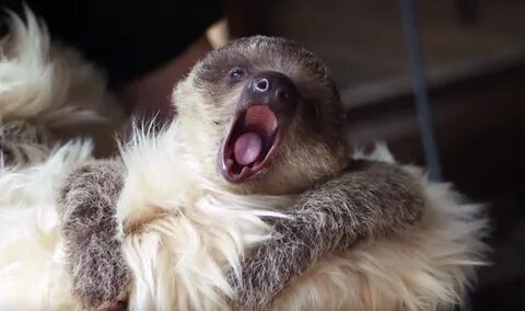 International Sloth Day: 5 заданий для тематического урока S