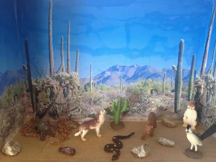 Third grade desert ecosystem diorama Ecosystems projects, Sc