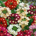 Buy Verbena Ideal Florist affordable Gardens4you.ie
