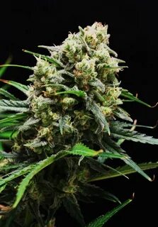 Best Killer Kush Fast VFeminized buy in 2020 Cardiff Seed Ba