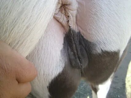 Cow Vagina Porn