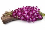 Free photo: Purple Flower - Blooming, Flower, Fresh - Free D