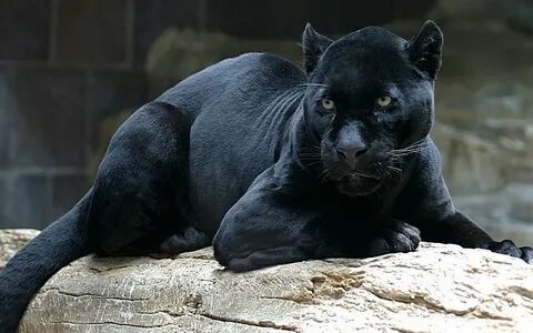 schwarzer Panther, HD-Hintergrundbild Wallpaperbetter