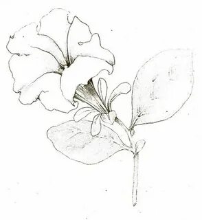 Tutorial: Botanical drawing with pencil and watercolor Botan
