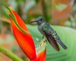 File:Scaley-breasted Hummingbird (16759061719).jpg - Wikimed
