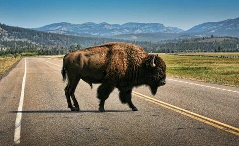 Buffalo Background - 2929x1787 - Download HD Wallpaper - Wal