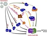 Frontiers A Mini-Review on Cell Cycle Regulation of Coronavi