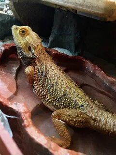 Bearded Dragon Water Bath Reptile - Free photo on Pixabay