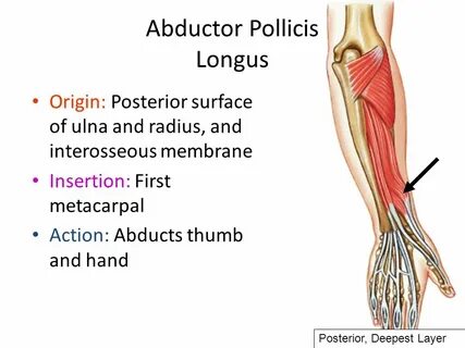 Abductor Pollicis Longus: Origin, Insertion, Nerve Supply & 