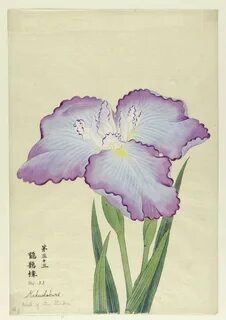 Vintage Iris Paintings 31-40.