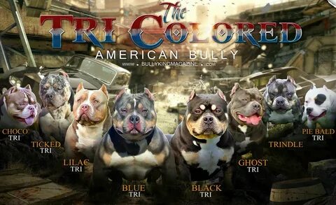 Gallery of american bully color chart archives venomline top