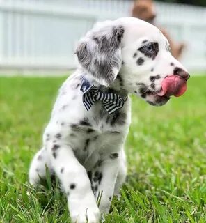 How Much Do Dalmatians Cost at Craigslist