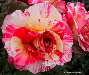 PlantFiles Pictures: Hybrid Tea Rose 'Cabana', 1 by Kell