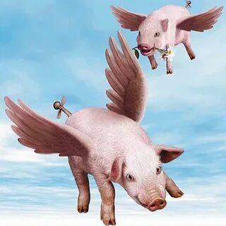 The Flying Pigs Channel - YouTube