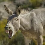 Funny Donkeys Funny animal faces, Funny horse pictures, Donk
