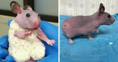 Abandoned Hairless Hamster Gets A Tiny Sweater To Protect Fr