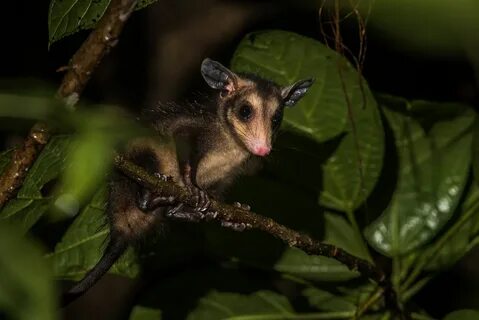 Four-Eyed Opossum Opossum, Animal study, Marsupial