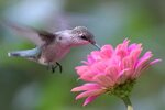 Top 10 Hummingbird Nectar Mistakes
