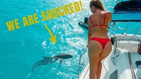 You wont BELIEVE what this Dolphin did!! Sailing GBU - YouTu