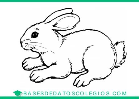 ≫ Dibujos de conejos para Colorear