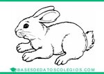 ≫ Dibujos de conejos para Colorear