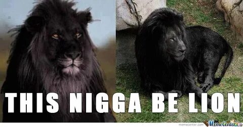 Blake Moynes Lion Meme - 🔥 25+ Best Memes About Black Lions 