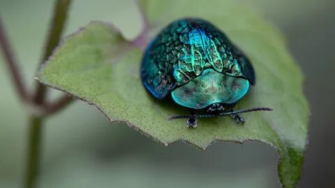 Download Wallpaper macro shell sheet beetle (2560x1440). The