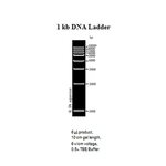 1 Kb Dna Ladder 8 Images - E Gel Sizing Dna Ladder, Quick Lo