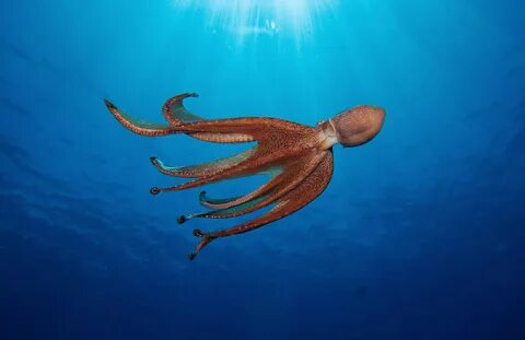 Does An Octopus Have A Soul? This Author Thinks So Soggy Sci