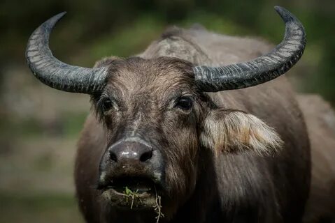 Stafford water buffalo: Escaped animal shot dead after hospi