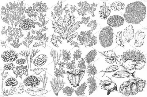 Coral Reef Monochrome Coral drawing, Sea creatures art, Cora