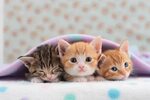Free photo: Cute Kitten - Cat, Cute, Kitten - Free Download 