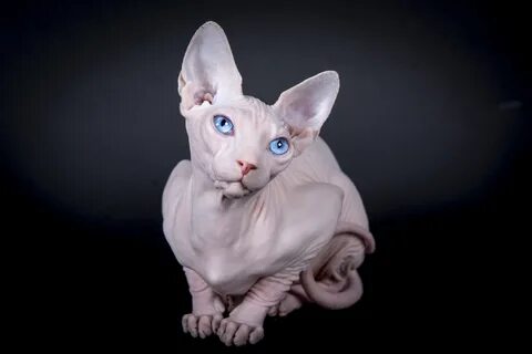 Blue Hairless Cat For Sale