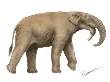 Category:Deinotherium - Wikimedia Commons