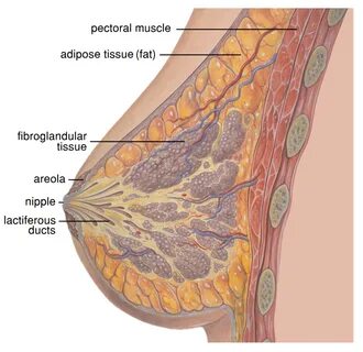 anatomy: fibroglandular and fat tissues, which have distinct mechanical pro...