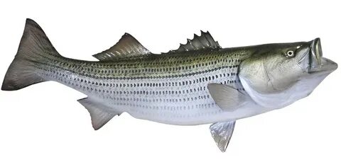 Striped Bass Fishmount mounted fish fish trophy