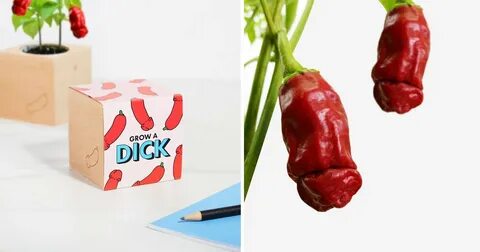This Grow A Dick Chili Plant Will Spice Up Your Kitchen - 9G