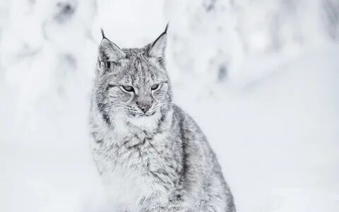 Download Wallpaper snow winter lynx (1440x900). The Wallpape