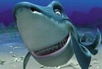 Веселые картинки про акул ∞ Лагуна акул