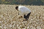 Cotton Picking Wallpapers High Quality Download Free
