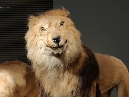 Stuffed Lion as seen in Shanghai Natural History Museeum - I