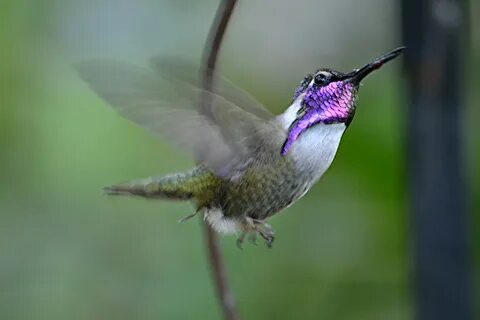 Purple Hummingbird in flight New male hummingbirds have ar. 