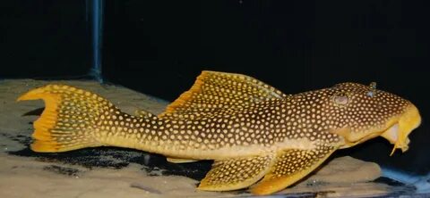 L014 Goldie Pleco (Scobinancistrus aureatus) 5 см - Exotic-a