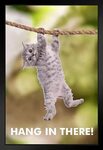 Hang In There Cat, hang in there meme cat