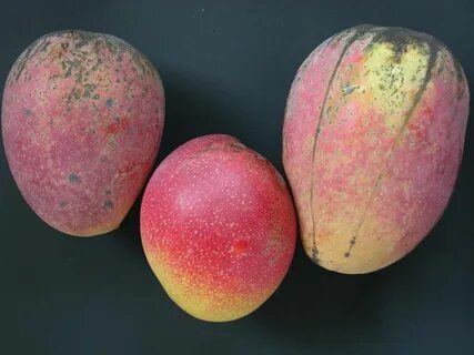 Cogshall (mango) - Wikipedia