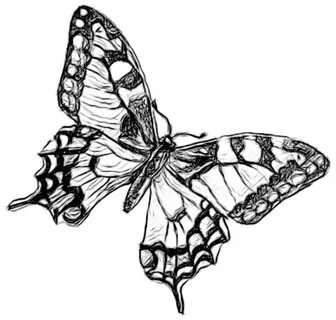 Butterfly Black And White Drawing at GetDrawings Free downlo