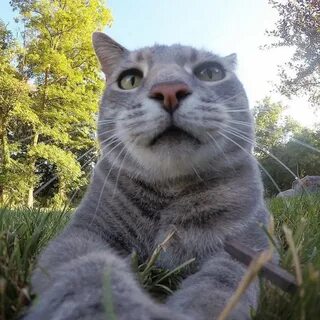 い い ね.15.9 千 件.コ メ ン ト 63 件 - Manny The Selfie Cat さ ん(@yore