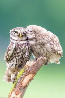 Adorable moment a baby owl gives its mum a kiss on the cheek